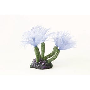 Natureform Coral Feather Duster Blue Bispira sp. 5.5 x 5 x 8cm
