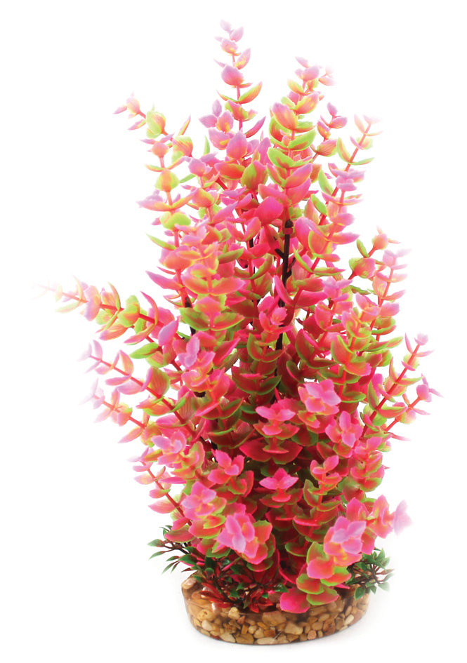 Vibrance - Pink Hygrophila  (L)